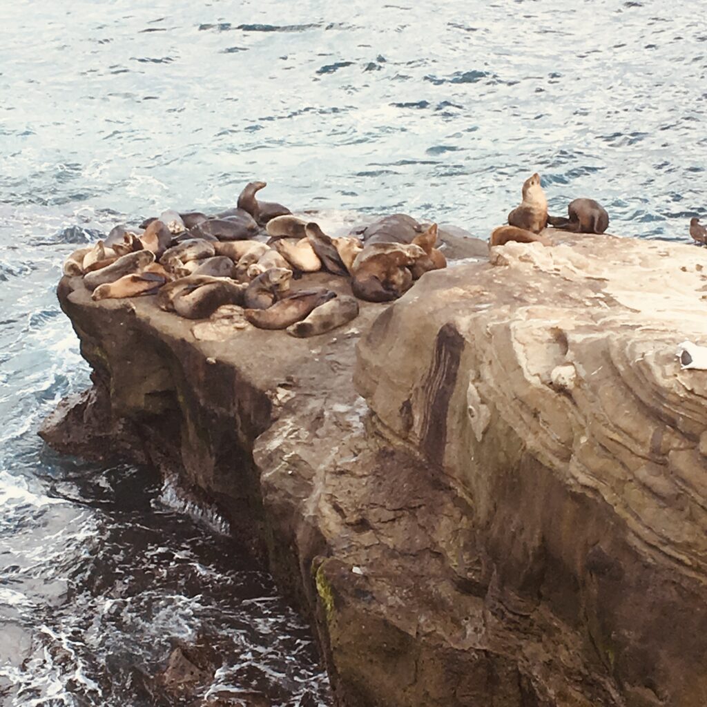 Sea lions bathing at La Jolla Beach