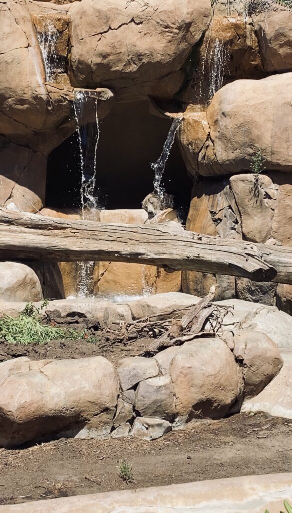 Grizzly bear taking a nap under a waterfall at the San Diego zoo