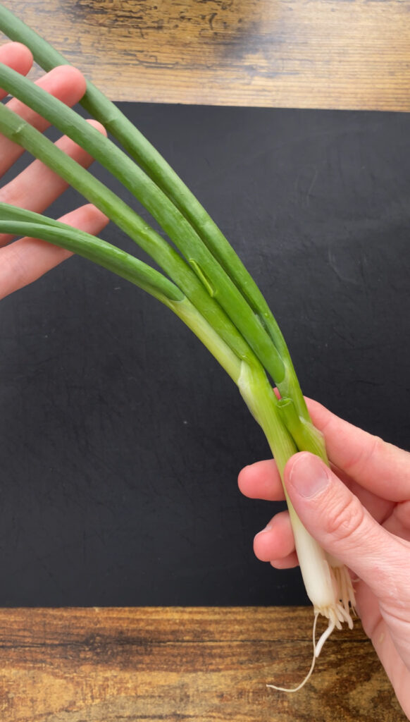 Green Onion Stalk