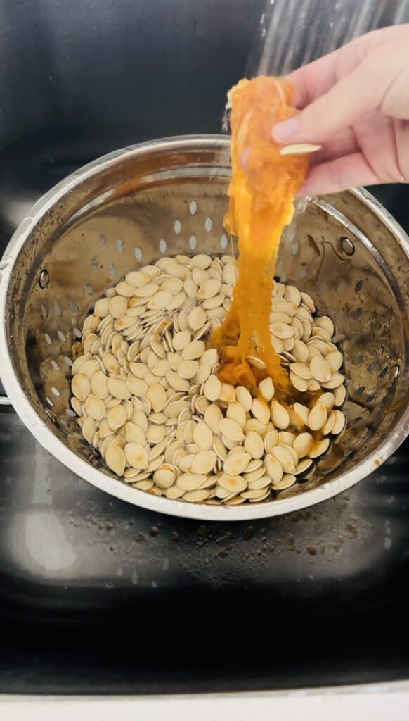 Separating the pulp from the pumpkin seeds in a strainer with water running over the seeds