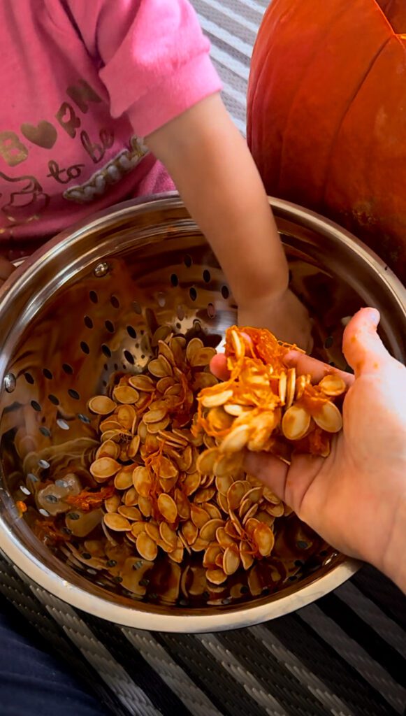 cleaning out a carving pumpkin and placing the seeds in a strainer